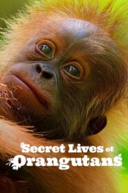 Secret Lives of Orangutans (2024) NF WEB-DL Dual Audio {Hindi-English} 480p [270MB] | 720p [720MB] | 1080p [4.3GB]