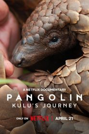 Pangolin: Kulu’s Journey (2025) WEB-DL Dual Audio {Hindi-English} 480p [320MB] | 720p [760MB] | 1080p [3.4GB]